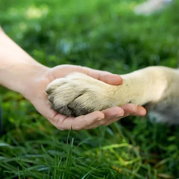 Emergency and crisis are their  reality - Create your legacy of kindness for homeless animals in need