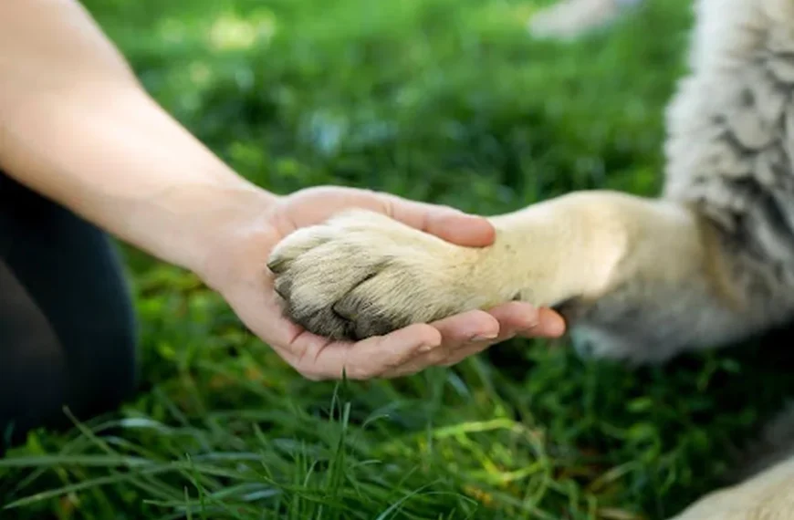 Emergency and crisis are their  reality - Create your legacy of kindness for homeless animals in need